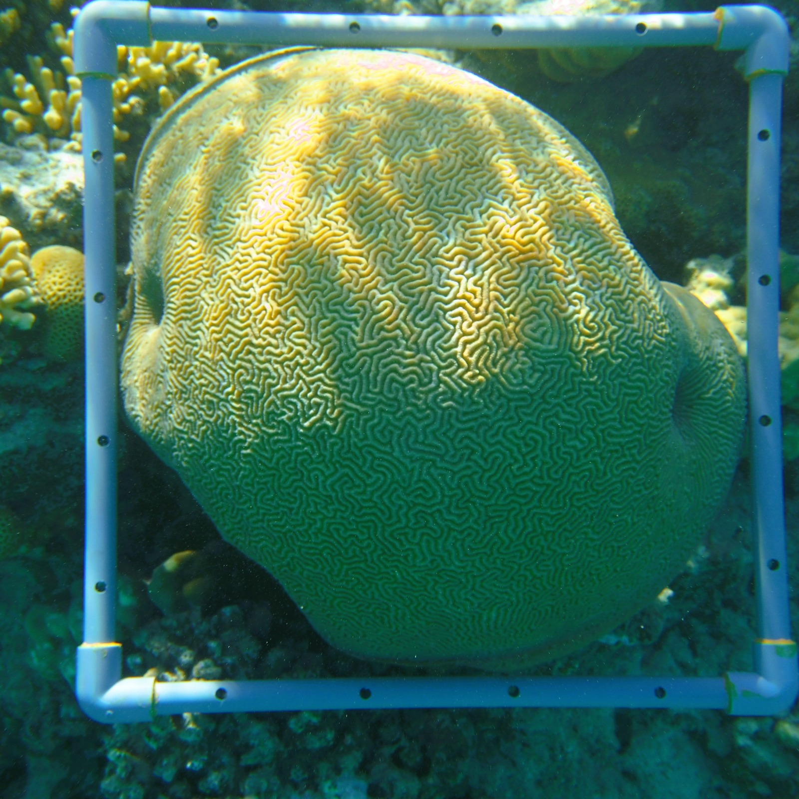 Marine Ecology